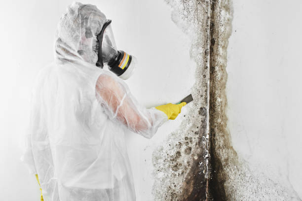 Best Mold Inspection  in Hamlin, WV