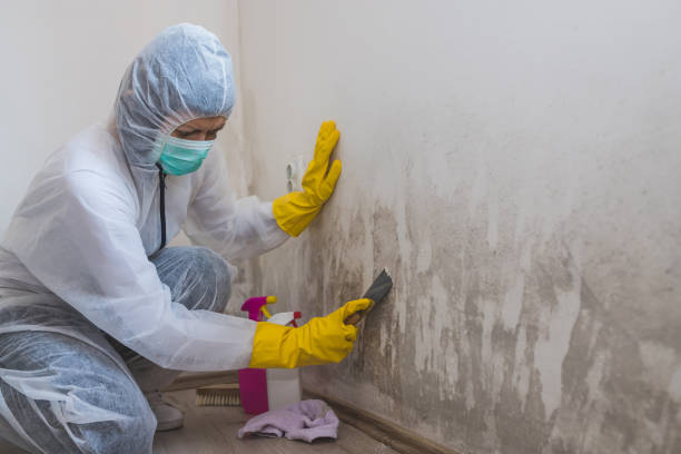 Best Mold Removal Near Me  in Hamlin, WV