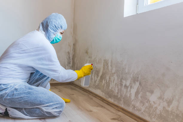 Best Attic Mold Removal  in Hamlin, WV