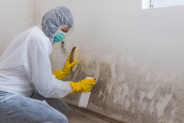 Best Mold Damage Repair  in Hamlin, WV