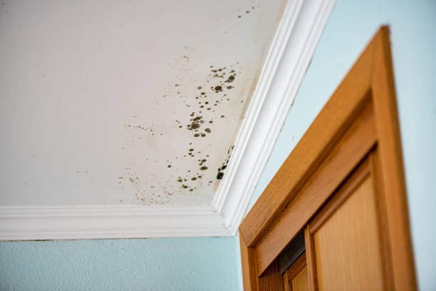 Best Mold Removal Company Near Me  in Hamlin, WV