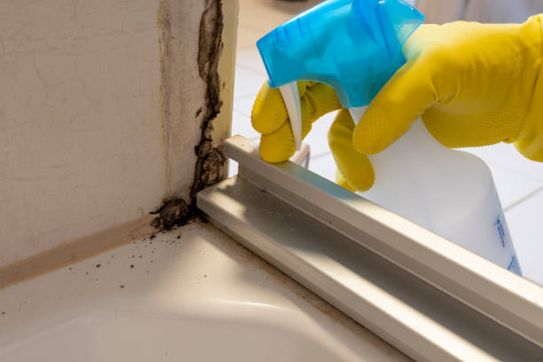 Best Black Mold Removal  in Hamlin, WV