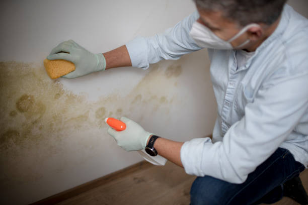 Best Affordable Mold Removal  in Hamlin, WV