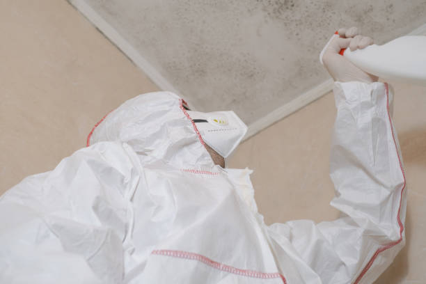 Best Commercial Mold Removal  in Hamlin, WV