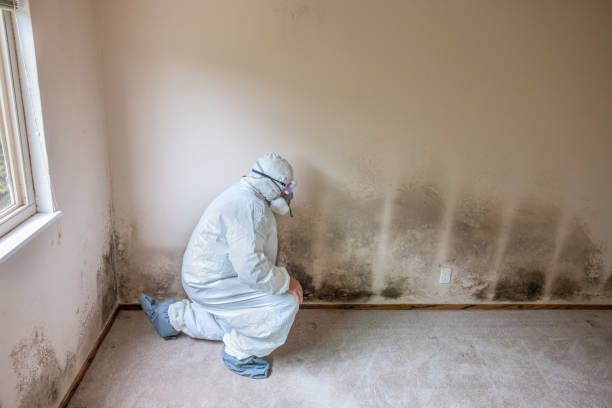 Best Home Mold Removal  in Hamlin, WV