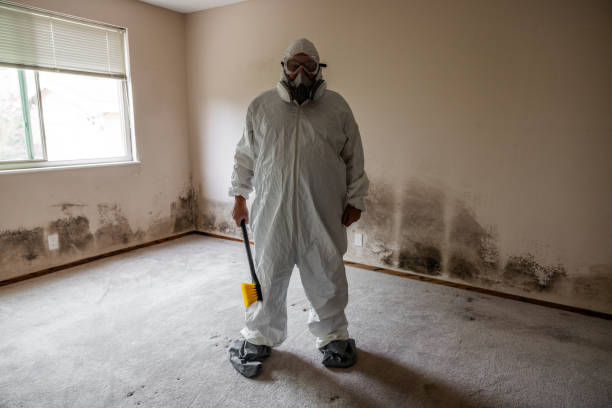 Best Mold Remediation  in Hamlin, WV