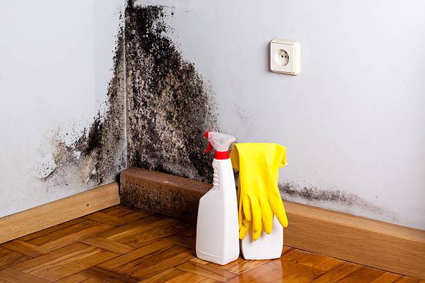 Best Mold Removal Company Near Me  in Hamlin, WV